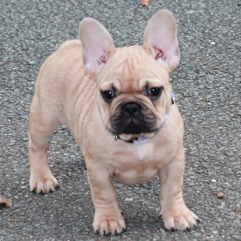 Du Petit Doguin - Bouledogue français - Portée née le 22/07/2022