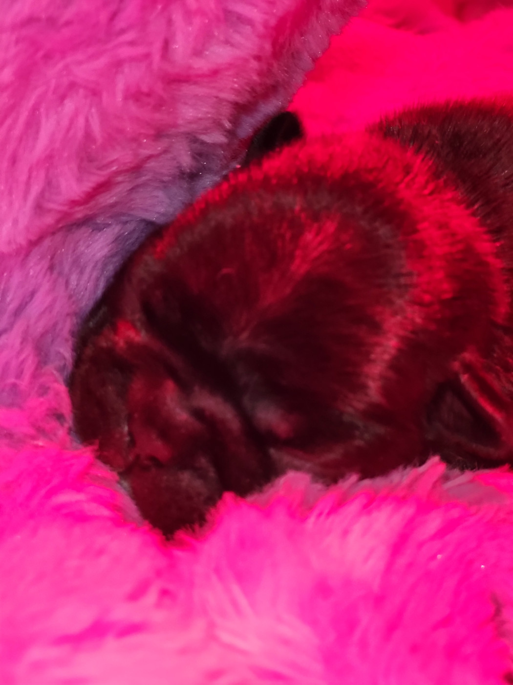 Du Petit Doguin - Chiots disponibles - Bouledogue français