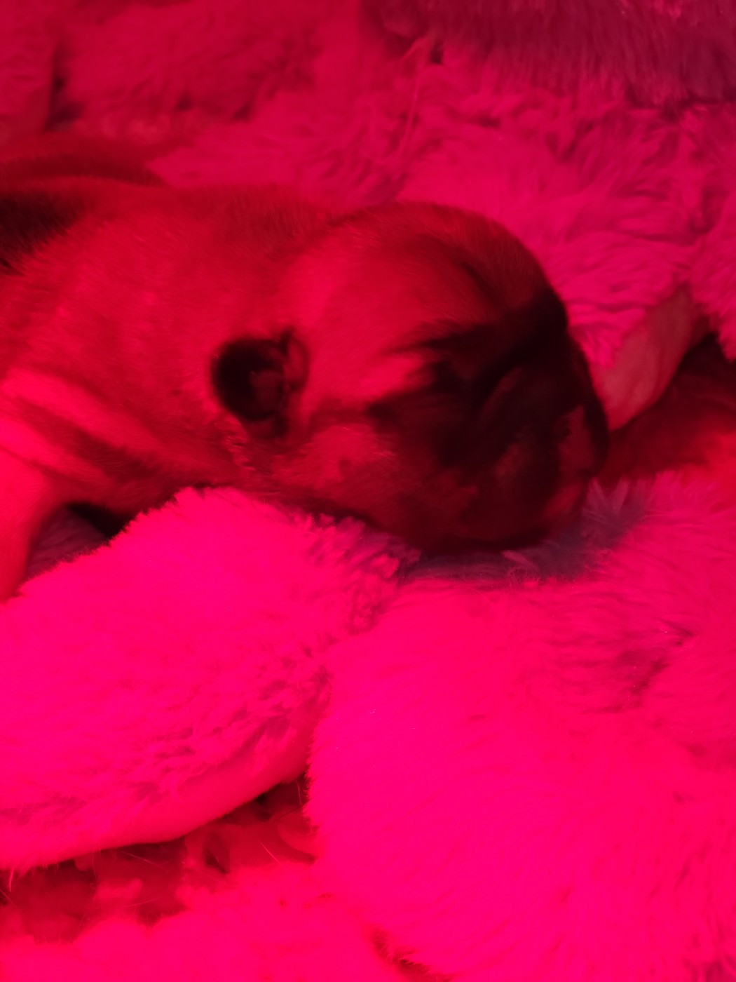 Du Petit Doguin - Chiots disponibles - Bouledogue français