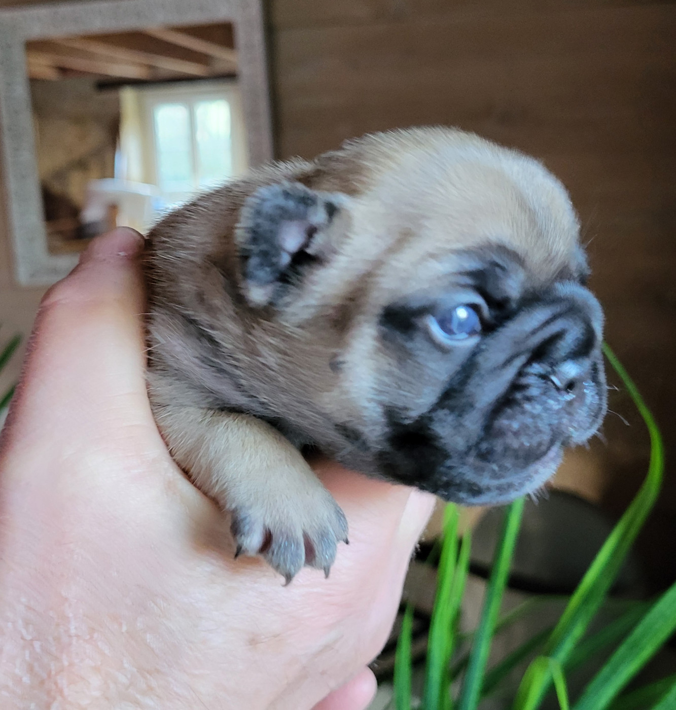 Du Petit Doguin - Chiots disponibles - Bouledogue français