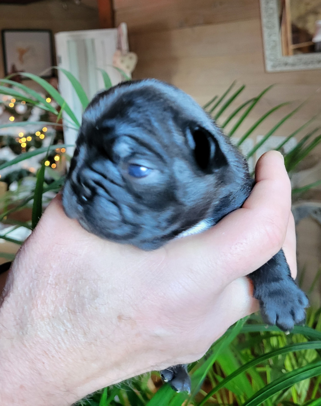 Du Petit Doguin - Chiots disponibles - Bouledogue français