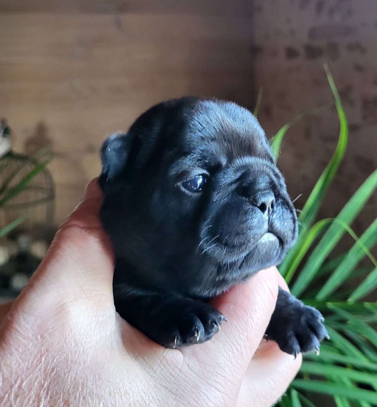 Du Petit Doguin - Chiots disponibles - Bouledogue français