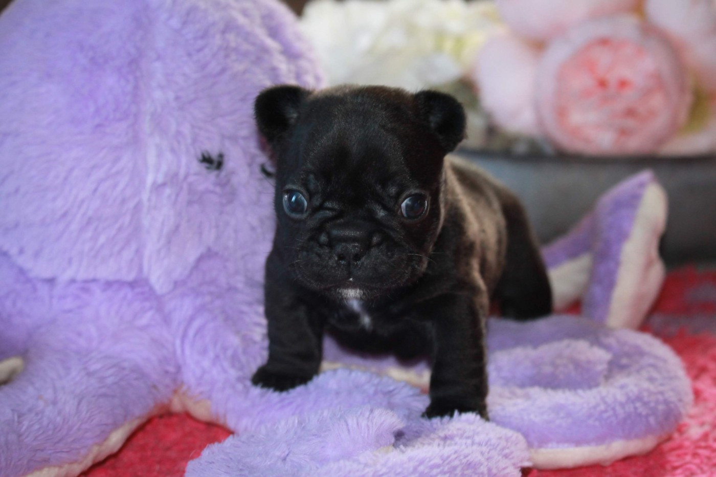 Du Petit Doguin - Bouledogue français - Portée née le 23/01/2026