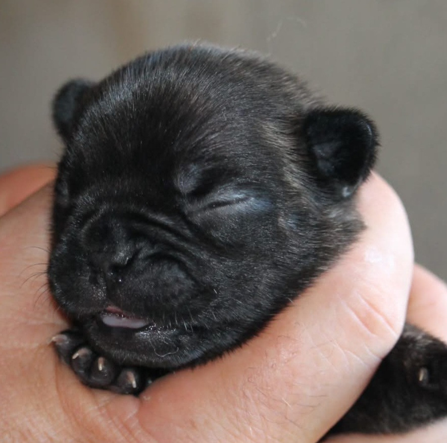 Du Petit Doguin - Chiots disponibles - Bouledogue français