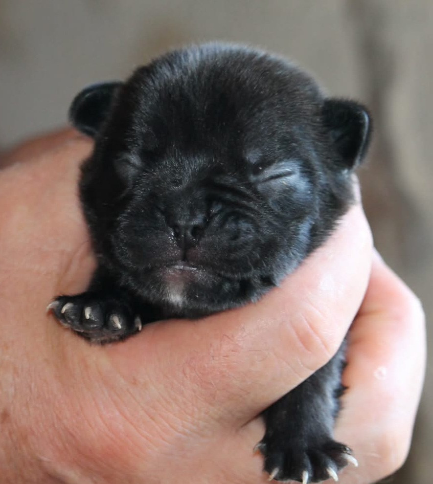 Du Petit Doguin - Chiots disponibles - Bouledogue français