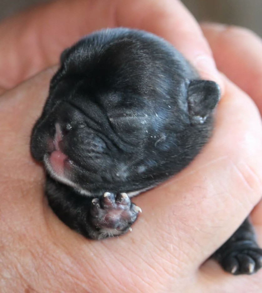 Du Petit Doguin - Chiots disponibles - Bouledogue français