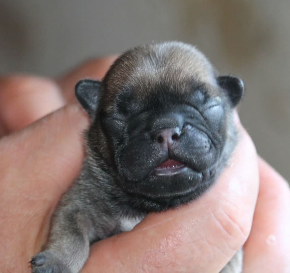 Du Petit Doguin - Chiots disponibles - Bouledogue français