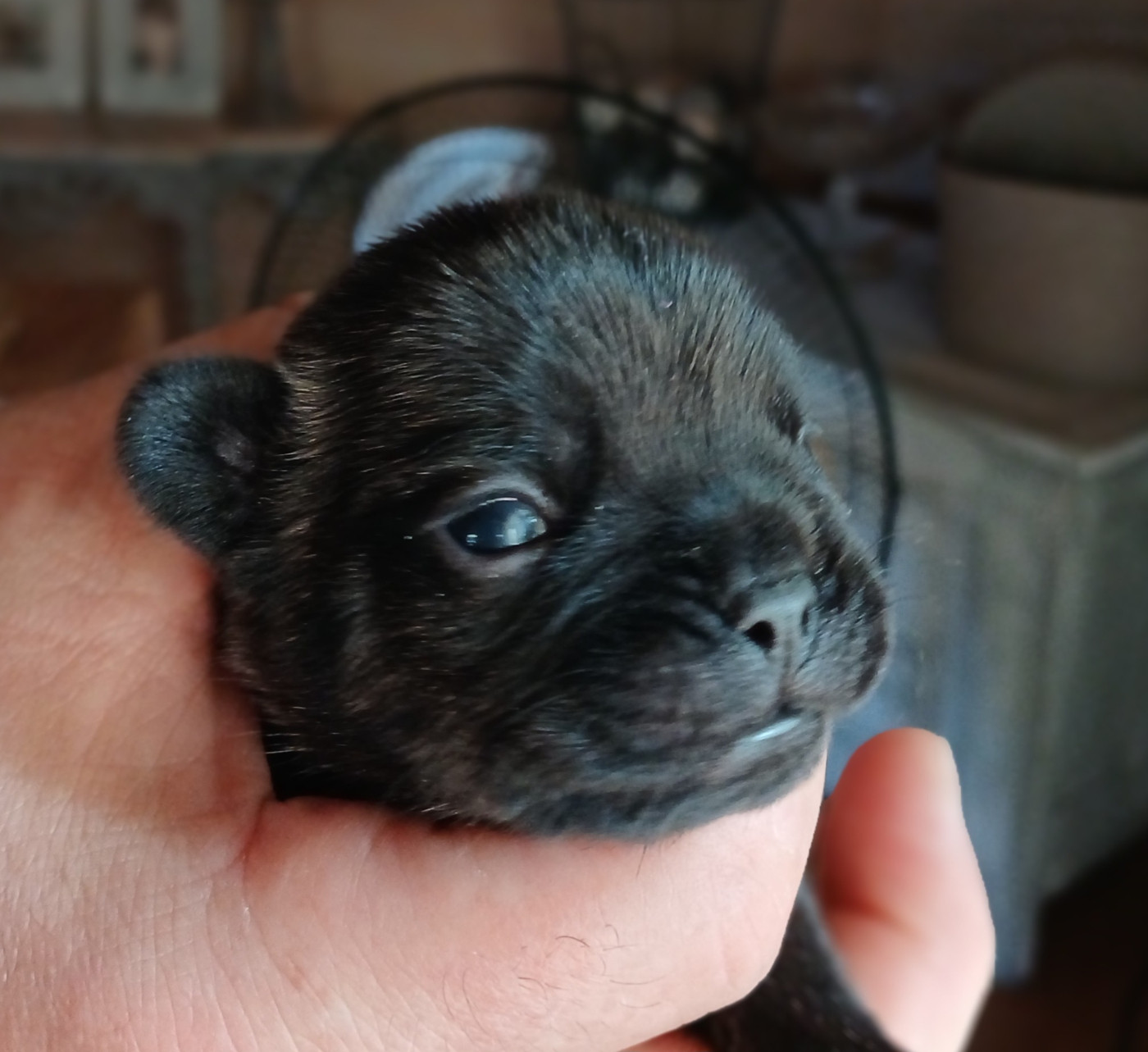 Du Petit Doguin - Chiots disponibles - Bouledogue français