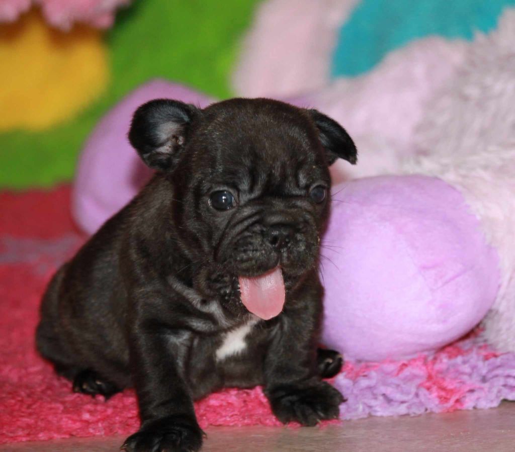 Du Petit Doguin - Chiots disponibles - Bouledogue français