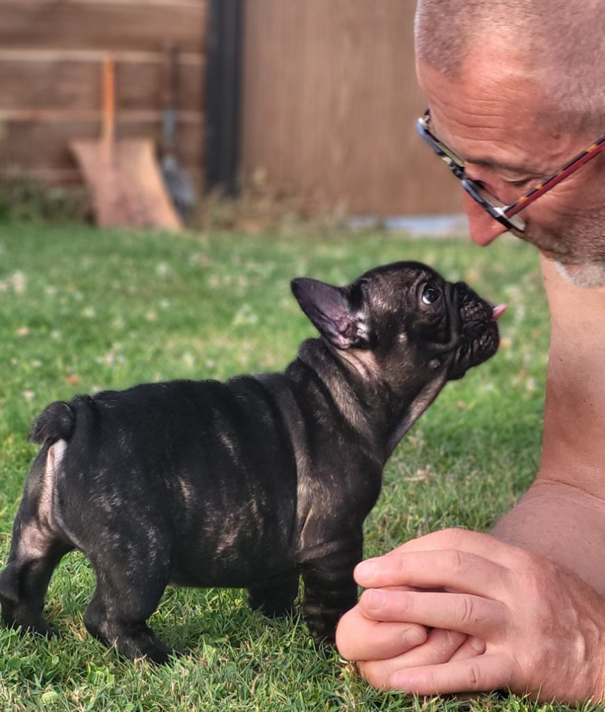 Du Petit Doguin - Chiots disponibles - Bouledogue français