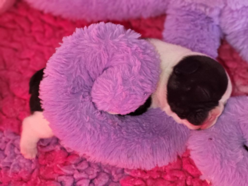 Du Petit Doguin - Chiots disponibles - Bouledogue français