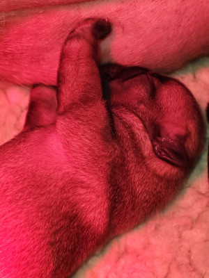 Adélaïde Téodora du Petit Doguin