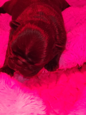 Agatha Téodora du Petit Doguin