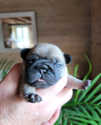 Adélaïde Téodora du Petit Doguin