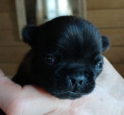 Dolce Vita Babuska