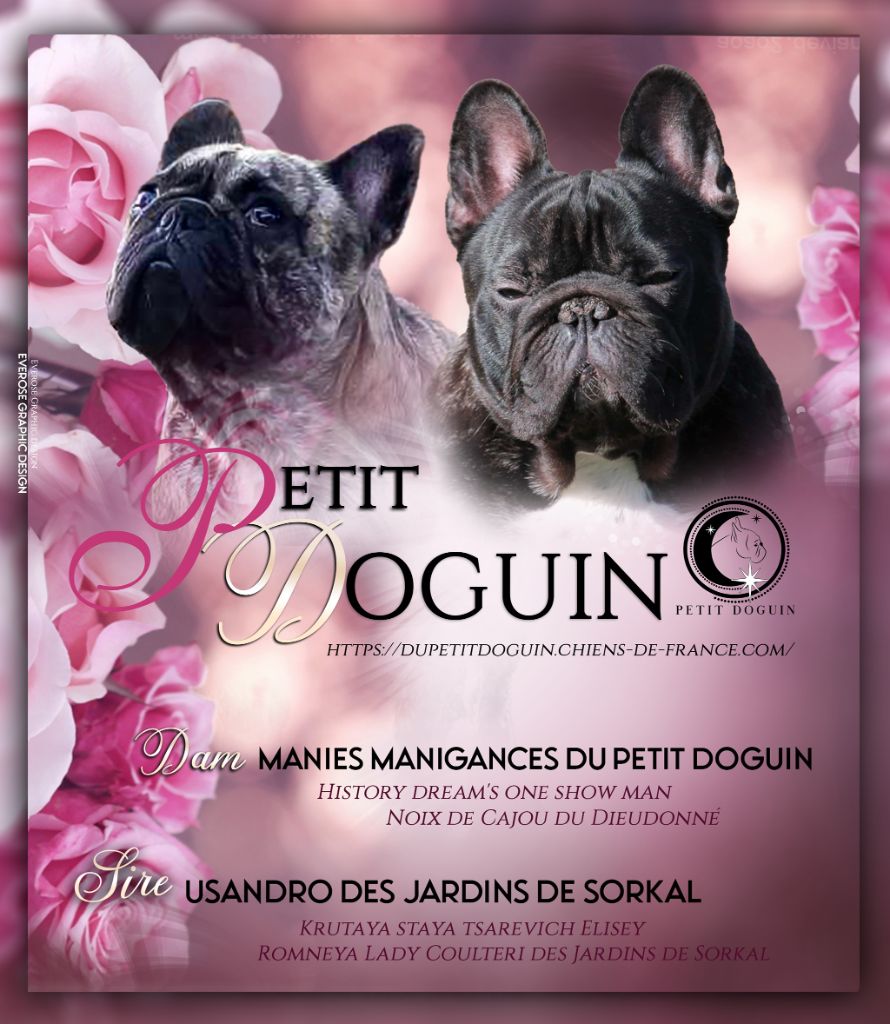 Chiot Bouledogue français Du Petit Doguin